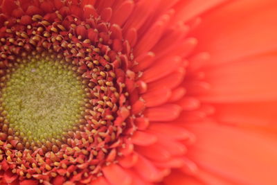 Extreme close-up of red flower