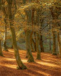 Trees in forest during autumn