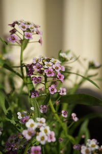 Close-up of pink flowering plant