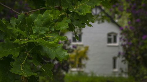 Close-up of plant