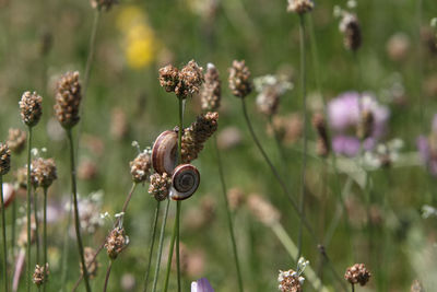 Close-up of two snail on plant