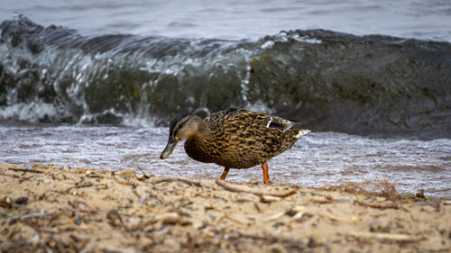 Side view of a bird on beach