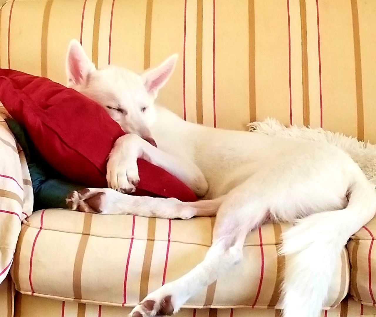 WHITE DOG SLEEPING IN A CAT