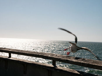 View of birds flying over sea against clear sky