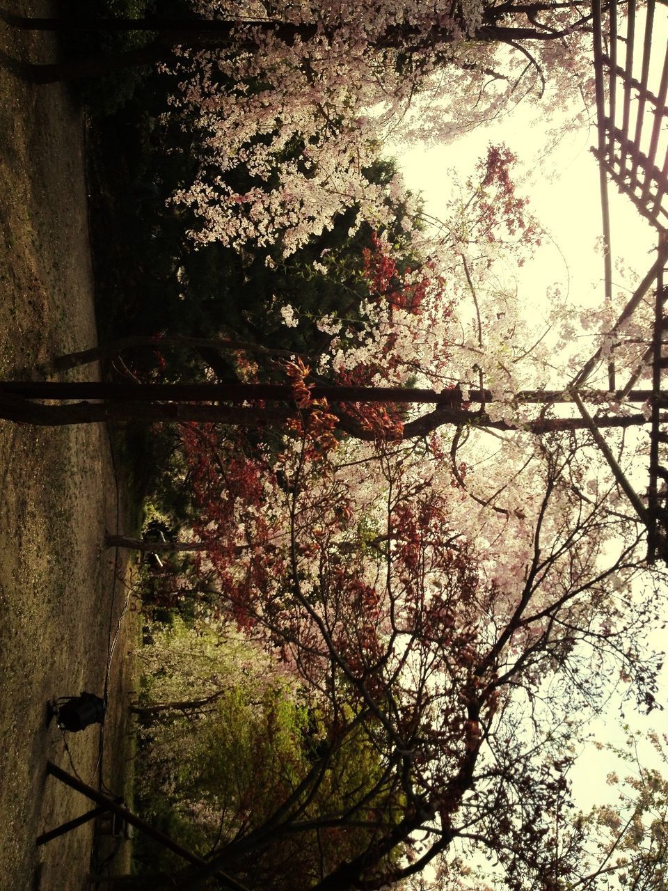 tree, branch, growth, park - man made space, nature, walking, men, beauty in nature, leisure activity, person, lifestyles, park, tree trunk, tranquility, outdoors, day, flower, bench, sunlight