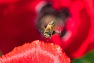 Close-up of bee pollinating on red flower