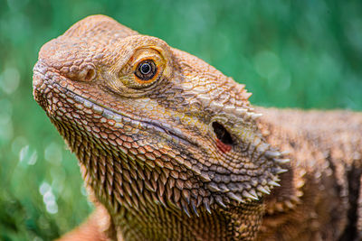 Close-up of bearded dragon