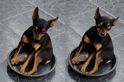 High angle view of dogs sitting on street