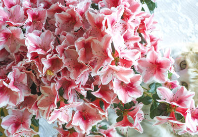 Close-up of pink flowers