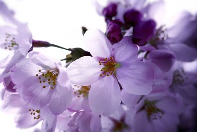 Close-up of white flowers blooming in park