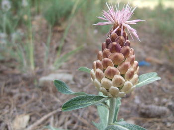 Close-up of flowering plant on field