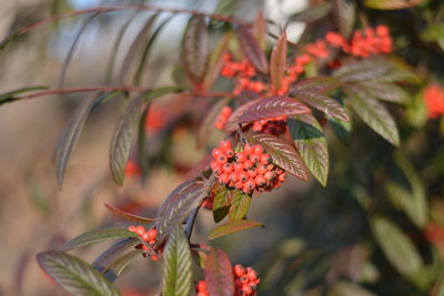 Close-up of red butterfly on plant