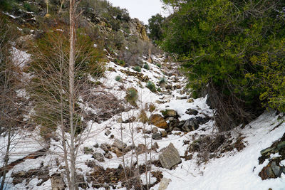 Trees growing by stream in winter