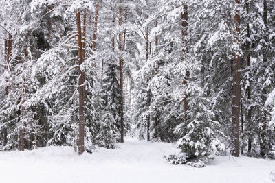 Trees in forest during winter