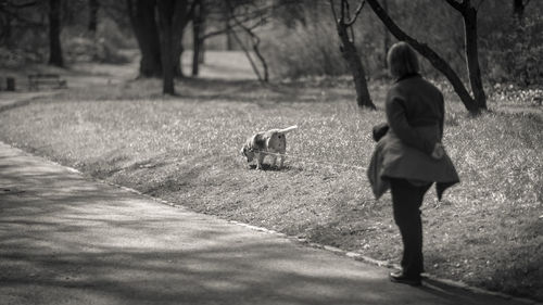 Rear view of dog walking on road