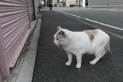 View of cat on footpath