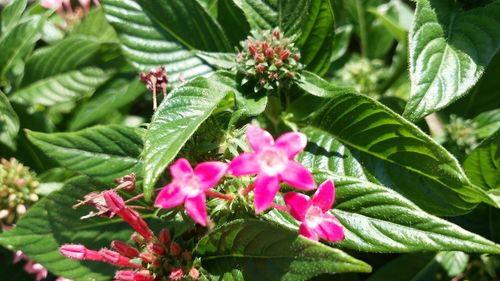 Close-up of pink flowers blooming outdoors