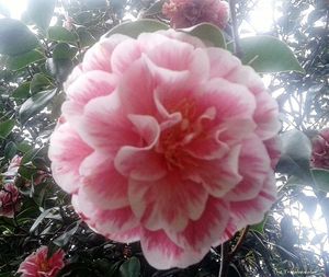 Close-up of pink rose blooming outdoors