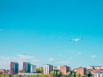 Birds flying in city