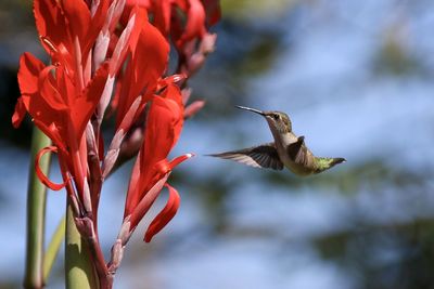 Hummingbird and canna flower