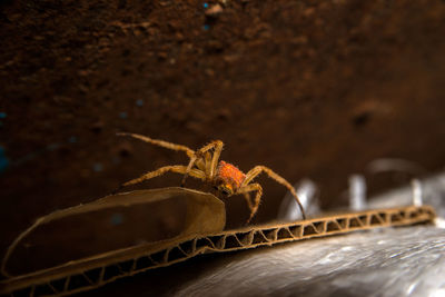 Close-up of spider