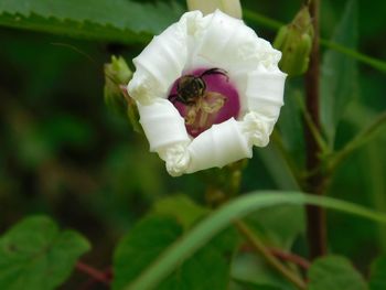 Close-up of bee on white flower