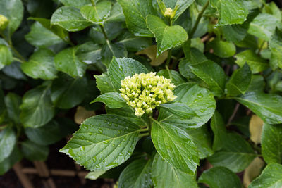 High angle view of green leaves on plant