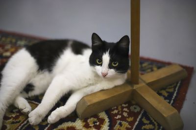 Portrait of cat relaxing at home