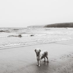 Full length of dog on shore