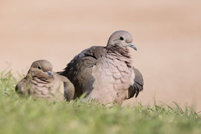 View of birds on field