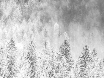 Misty view. misty landscape with fir forest in hipster vintage retro style. bw, black and white,