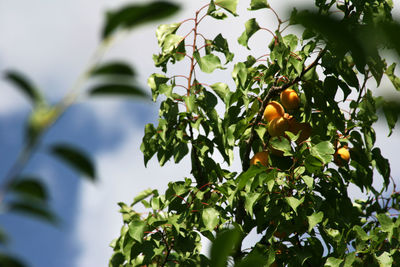 Low angle view of fruits growing on tree