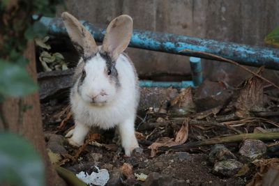 Close-up portrait of a sheep