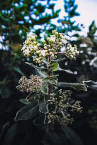 Close-up of flowers on tree