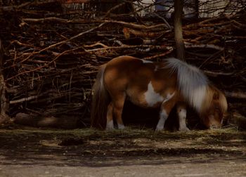 Horse grazing in a field