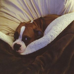 Portrait of dog lying on sofa
