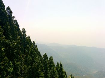 Trees growing against mountains during sunset