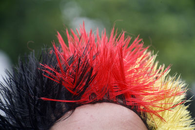 Close-up of red flower