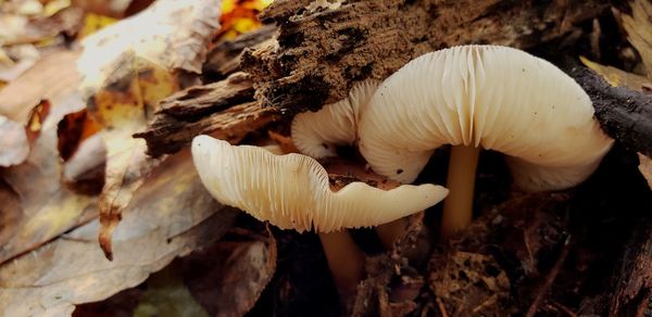 Close-up of white mushrooms growing on land