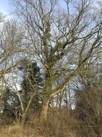 Low angle view of tree against sky