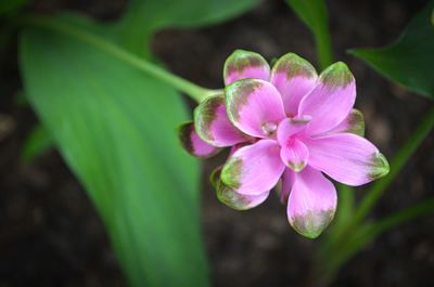 Close-up of flower blooming outdoors