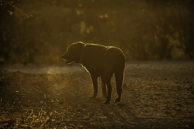 Horse walking in a field