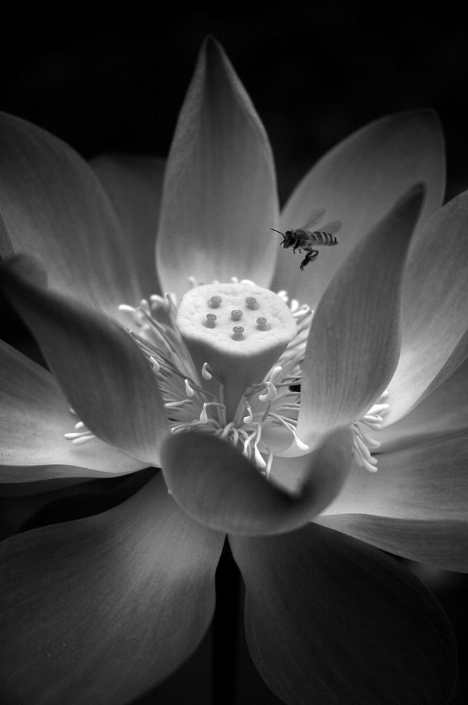 Black&white flowers