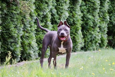 Portrait of dog on field