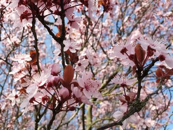 Close-up of pink cherry blossoms in spring