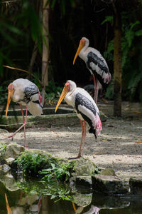 View of birds in lake