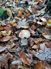 High angle view of dry leaves on wet land