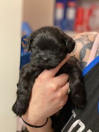 Low section of woman with puppy at home