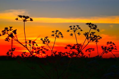 Silhouette plants on field against romantic sky at sunset