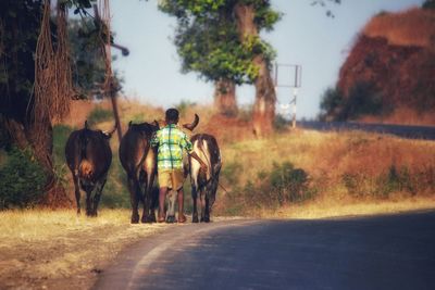 Rear view of man walking with cows on road